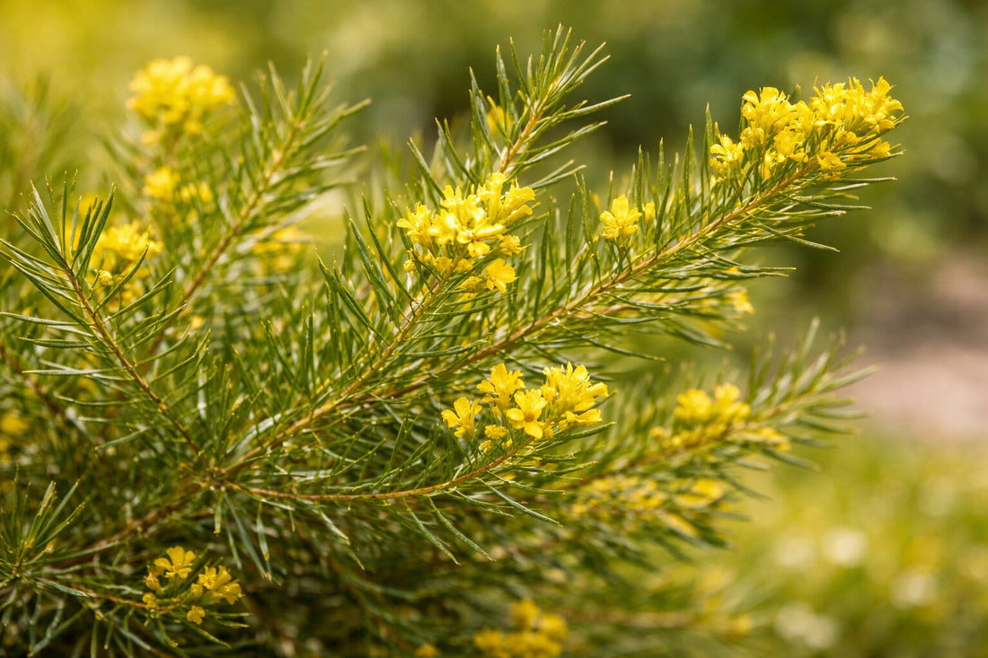 Close-up of Aspalathus linearis (rooibos plant) with thin green needle-like leaves and small yellow flowers growing in natural sunlight.