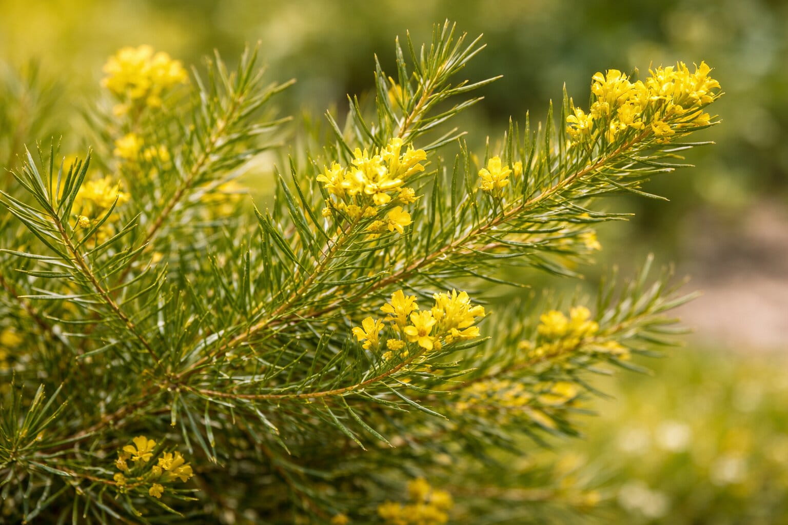 Close-up of Aspalathus linearis (rooibos plant) with thin green needle-like leaves and small yellow flowers growing in natural sunlight.