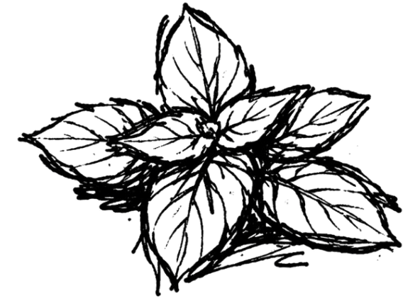 Black leaves illustration on a transparent background